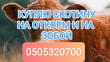 племенные коровы молочные купить: Сатып алам | Уйлар, букалар, Жылкылар, аттар | Бордоп семиртүү үчүн, Борго байлап семиртилген, Өзү алып кетүү