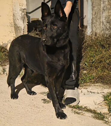 İtlər: Alman çoban iti — 9