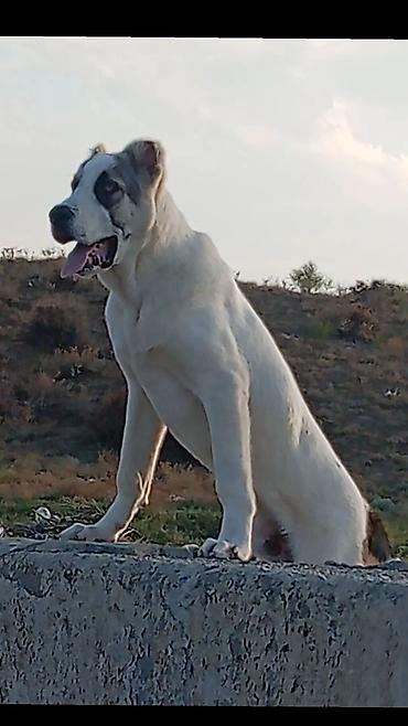 cucelerin satisi: Alabay, 6 ay, Erkək, Sənədli, Ödənişli çatdırılma — 1