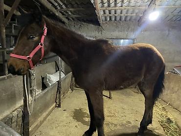 Лошади, кони: Продаю | Жеребенок | Для разведения — 6
