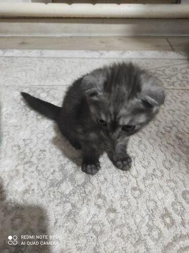 серый кот: Продаються прекрасные игривые вислоухие котята 2месяца . Кушают