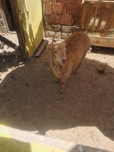 Quzu: Qurbanlığ quzu