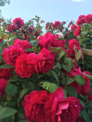 Bağ evlərinin satışı: Xudat, 80 kv. m, 8 otaq -da lalafo.az — 13 Bağ evlərinin satışı: Xudat, 80 kv. m, 8 otaq — 13