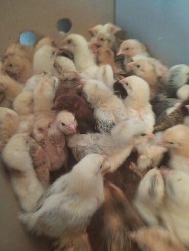 мясо бройлера цена бишкек: Продаю цыплят