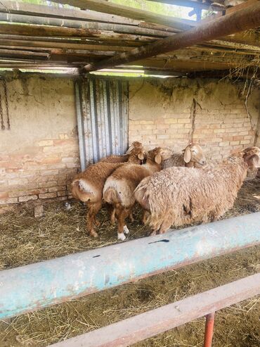 Бараны, овцы: Продаю | | Арашан | На забой, Для разведения, Для шерсти