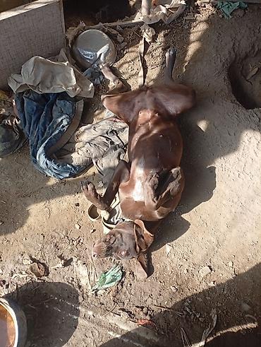 Отдам даром собаку: Собака даром: Курцхаар, 10 месяцев, Самка, С прививкой — 2