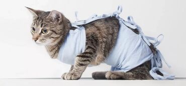 ветеринар кошек: Стерилизация и кострация кошек . 
Бишкек