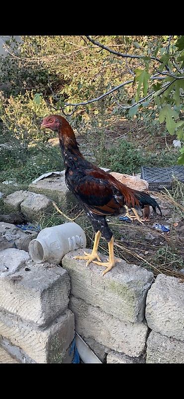 dosan sekili: Xaricdən gəlmə heyvanın balasıdı Orjinal O shamo beçə 4 aylıq — 3