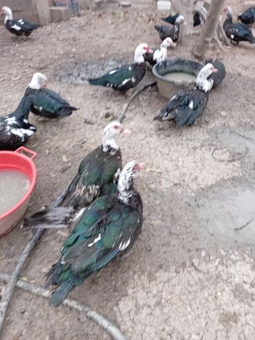 Ördəklər: Ördəklər — 10