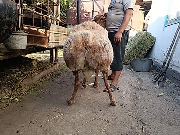 Продам с/х животных: Продаю | Баран (самец) | На забой, Для разведения — 3