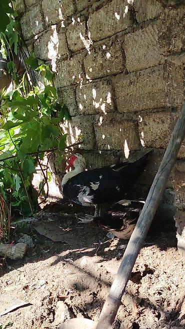 hind ordəyi: Muscovy ördəkləri (indi-yelək) satılır - Cins: Muscovy (hind ördəyi) — 1