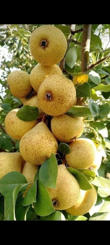 Tinglər: Məhsul: Armud tingləri və meyvəlik ağaclar - Növ: Armud (şəkildə — 5