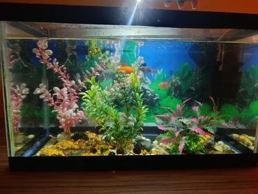 Akvariumlar: Təcili satılır köclə -da lalafo.az — 10 Akvariumlar: Təcili satılır köclə — 10