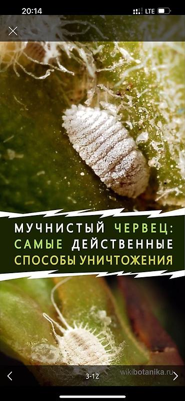 Дворники, садовники: 🌱Я садовник обработка сада ранее весенней обработка плодовых — 3