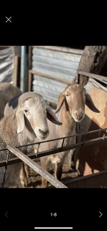 стрижка овец сокулук: Продаю | Баран (самец) | Арашан | Для разведения | Племенные