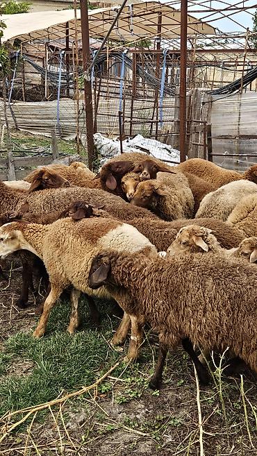 yem satisi: Quzular 4,5,6 aylıqdı kom 200 - Şəkillərdəki yerli qarabaşa/yerli — 4