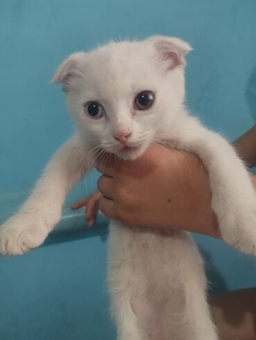 сколько стоит шотландская вислоухая кошка: Скотиш Фолд (Шотландская вислоухая), 2 месяца, Мальчик, Биколор, Приучена к лотку, Проглистована