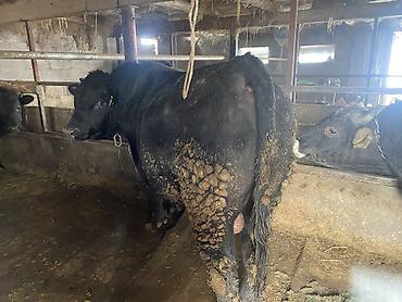 Коровы, быки: Продаю | Бык (самец) | Герефорд, Алатауская, Абердин-ангус | На откорм, На забой — 8