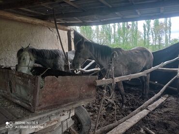 конь на забой: Семиз жылкы сатылат жазга кызыр жашы 5 жаш байлоодо турат кызыккандар