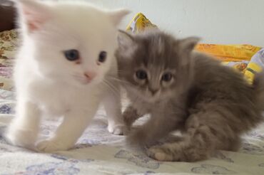 shapka i snud ruchnaja rabota: 2-е котят полтора месяца, (примерно) девочки, голубоглазки, серая и