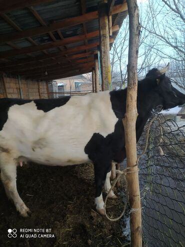 naklejki na 9 maja: Продаю | Корова (самка) | Голштин | Для молока