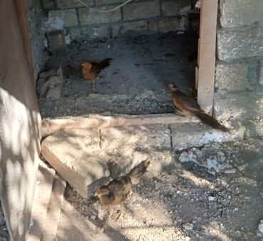 Balıqlar: Qizili qirqovul 5 ayli 4 dene 40 azn