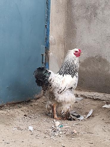 Digər quşlar: 3 dənə xoruzdu Heç 1 yaşları yoxdu 2 si təzə banlamağa başlayıb biri — 12