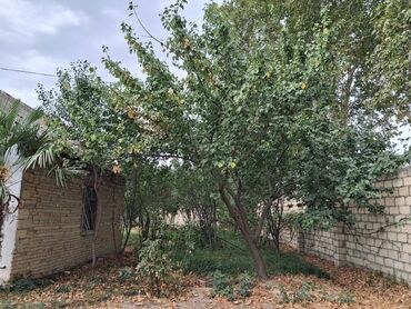 Bağ evlərinin satışı: Yerləşir:Göyçay rayonu Ərəb bələdiyyəsinin yanı trasın qrağı.25 sot -da lalafo.az — 10 Bağ evlərinin satışı: Yerləşir:Göyçay rayonu Ərəb bələdiyyəsinin yanı trasın qrağı.25 sot — 10