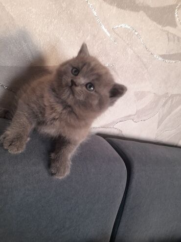 Продажа кошек: Шотландский котёнок (окрас голубой/серый) - Плюшёвая плотная шерсть