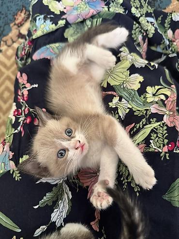 Продажа кошек: Отдадим в добрые руки 😊🌸 Мама котят - сибирская маскорадная ✨ Родились — 3