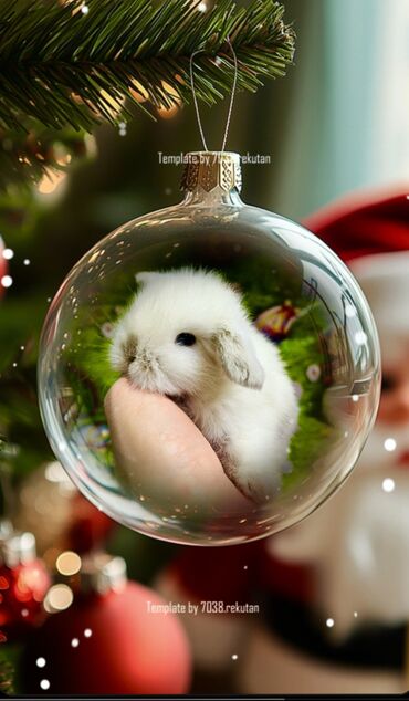 Dovşanlar: Salam🖐🏻.Her biri real dovşan şekilleridir öz heyetimde saxladığım — 1