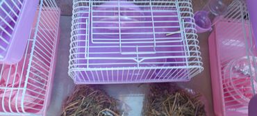 Gəmiricilər: 2cunqarik 1qəfəs üstündə vitaminli yem,quru yonca,apilka hədiyyə cəmi -da lalafo.az — 13 Gəmiricilər: 2cunqarik 1qəfəs üstündə vitaminli yem,quru yonca,apilka hədiyyə cəmi — 13