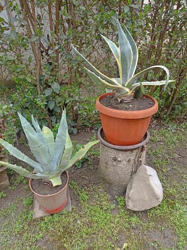 Vaze i saksije: Bоја - Zelena, Novo na lalafo.rs — 11 Vaze i saksije: Bоја - Zelena, Novo — 11