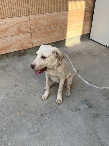 İtlər: Labrador-retriver, 4 ay, Erkek, Ünvandan götürmə