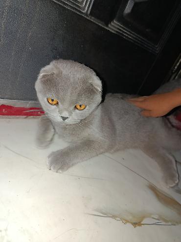 Шотландская вислоухая кошка (Scottish Fold), окрас: сплошной голубой
