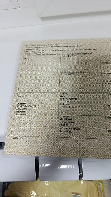 Продажа собак: Продаются Щенки американского питбуля в Сокулук тигрового окраса, две — 16