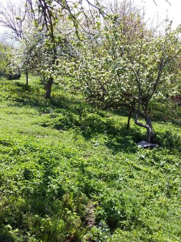 teker 17: İsmayıllı, 100 kv. m, 2 otaqlı, Hovuzsuz, İşıq, Su, Telefon