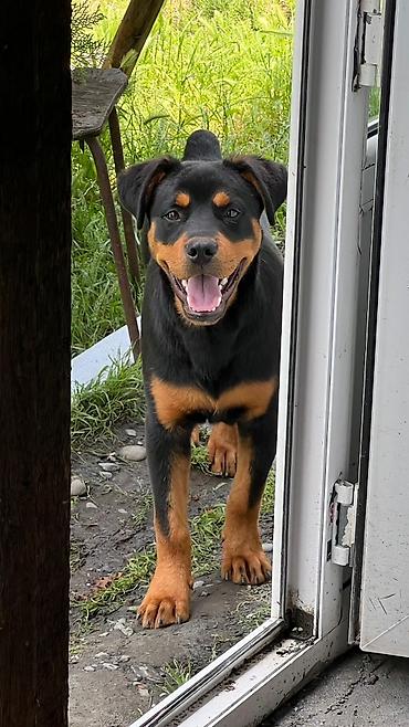 İtlər: Rotveyler, 7 ay, Erkək, Peyvəndli, Ödənişli çatdırılma — 3