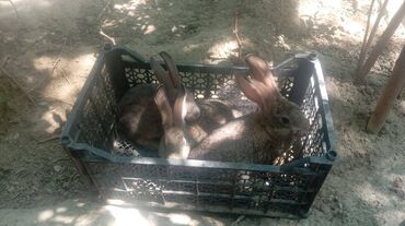 Dovşanlar: Üç ədəd qəşən dovşan satılır. Bu üçünün qiymətidir — 7