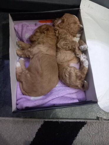 Psi: Na prodaju štenci maltipoo F2B iz odgajivačnice FCI 5411 "God's Gift" — 10
