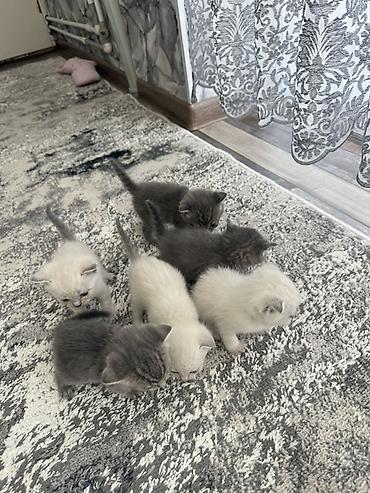 Котята, помёт из 6 малышей. Шотландский ВИСЛОУХИЕ ‼️ 😻😻😻ош - Возраст