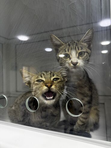 Pişiklər: Tabbi, Erkək, Dişi, Yaxşı əllərə, Pulsuz çatdırılma -da lalafo.az — 4 Pişiklər: Tabbi, Erkək, Dişi, Yaxşı əllərə, Pulsuz çatdırılma — 4