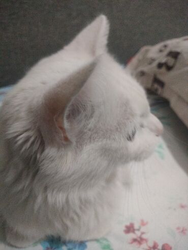 Продажа кошек: Ангорская, 10 месяцев, Девочка, Белый, Приучена к лотку — 1
