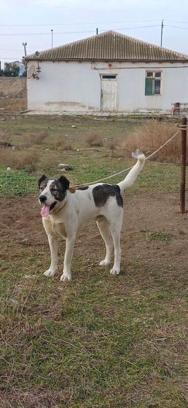 İtlər: Qurdbasar, 1 il, Erkek, Peyvəndli, Pulsuz çatdırılma — 16