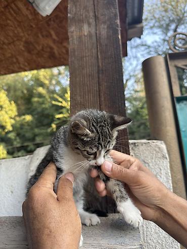 кошки белые: Кошка даром: Беспородная, 1 месяц, Мальчик, Приучена к лотку — 2