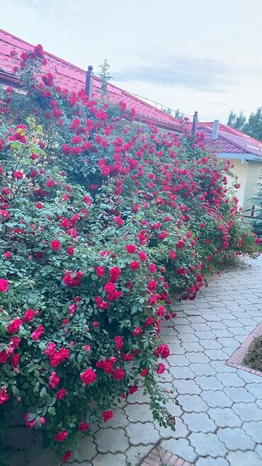 Иссык-Куль 2025: Коттедж, ЦО Евразия, Кара-Ой (Долинка), Парковка, стоянка, Бассейн, Теннисный корт at lalafo.kg — 20 Иссык-Куль 2025: Коттедж, ЦО Евразия, Кара-Ой (Долинка), Парковка, стоянка, Бассейн, Теннисный корт — 20