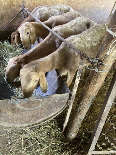 продаю коз: Продаю | Овца (самка), Ягненок, Баран (самец) | На забой, Для разведения