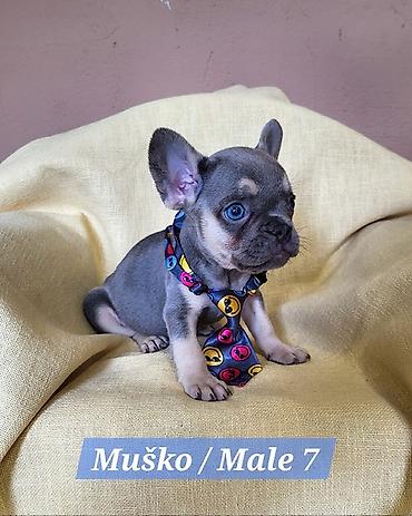 Psi: Francuski Bulldog štenci exotik boja. Stari 3 meseca, primili sve 3 na lalafo.rs — 7 Psi: Francuski Bulldog štenci exotik boja. Stari 3 meseca, primili sve 3 — 7