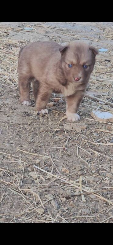 İtlər: Xaski, 1 ay, Dişi