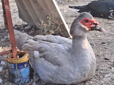 Ördəklər: Lal ördəklər satılır topdan 17 azn .Tək tək qiymətlər — 8